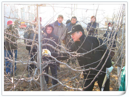 2011.1.6外国苹果专家成田束敏先生在天汇园果园修剪示范 2011.1.6外国苹果专家成田束敏先生在天汇园果园修剪示范