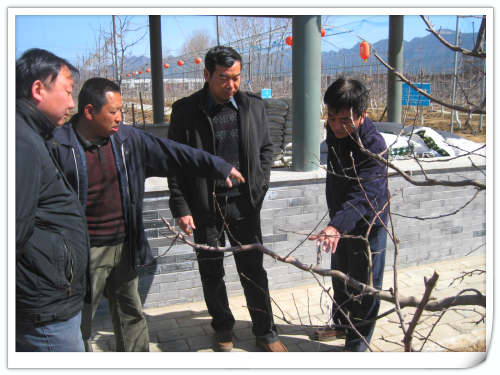 2011.3.22国家苹果产业技术体系岗位专家魏钦平教授来天汇园指导工作 2011.3.22国家苹果产业技术体系岗位专家魏钦平教授来天汇园指导工作